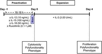 Implication of Interleukin-12/15/18 and Ruxolitinib in the Phenotype, Proliferation, and Polyfunctionality of Human Cytokine-Preactivated Natural Killer Cells